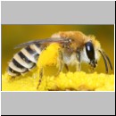 Colletes sp - Seidenbiene 01e 7-8mm Wallenhorst.jpg